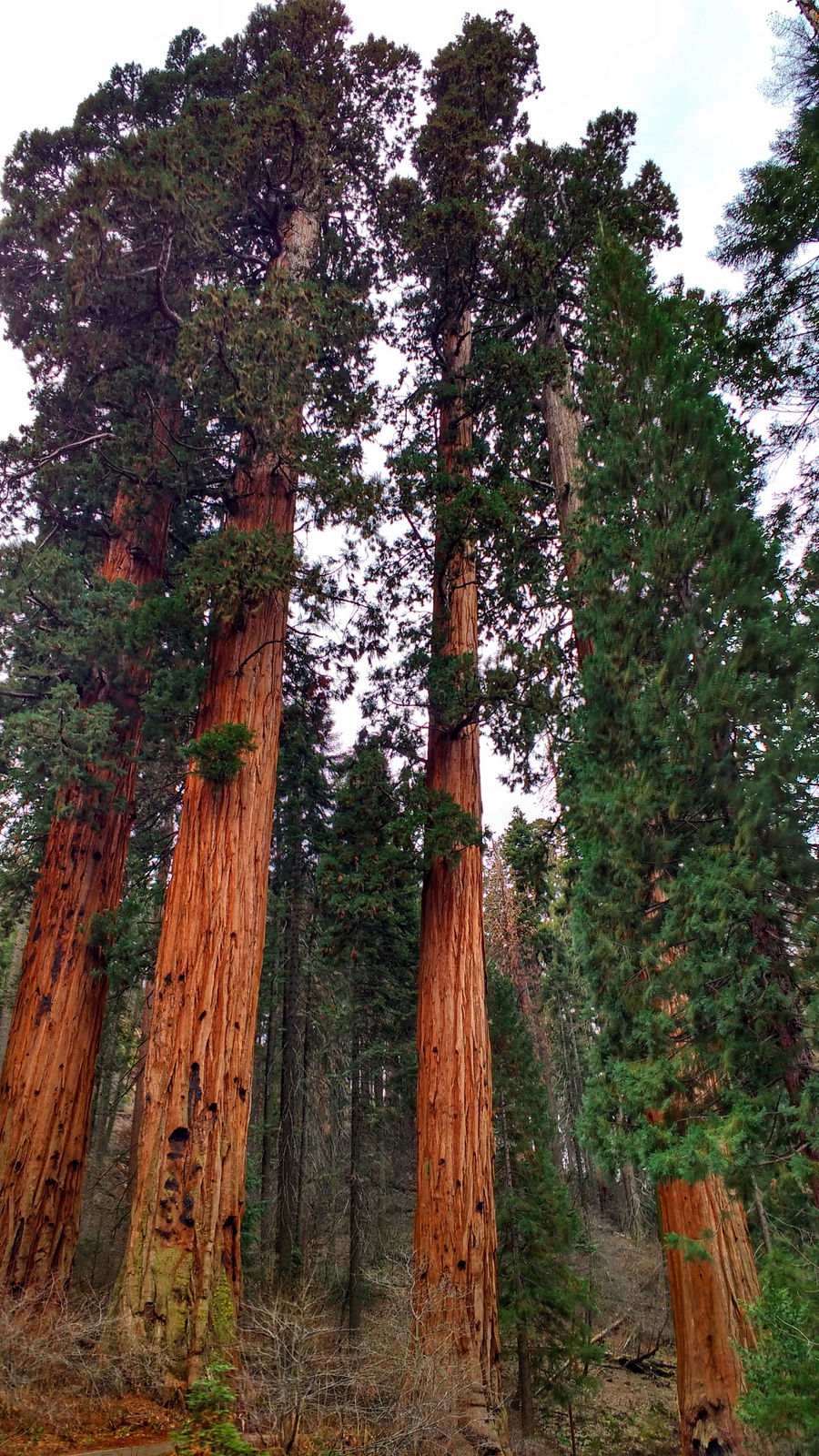 ca Sequoia guardians-01